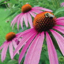 Load image into Gallery viewer, MEDICINE GARDEN SEED KIT