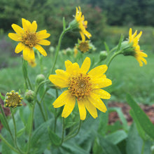 Load image into Gallery viewer, MEDICINE GARDEN SEED KIT