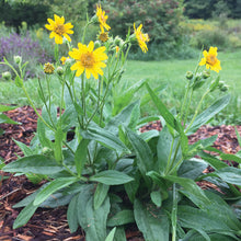 Load image into Gallery viewer, MEDICINE GARDEN SEED KIT