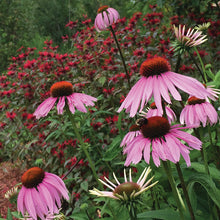 Load image into Gallery viewer, MEDICINE GARDEN SEED KIT