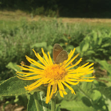 Load image into Gallery viewer, MEDICINE GARDEN SEED KIT