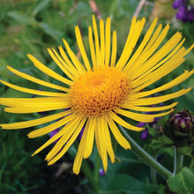 Load image into Gallery viewer, MEDICINE GARDEN SEED KIT