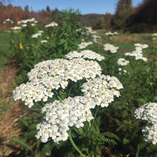 Load image into Gallery viewer, MEDICINE GARDEN SEED KIT