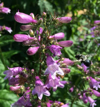 Load image into Gallery viewer, POLLINATOR GARDEN SEED KIT