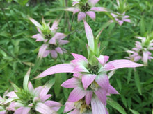 Load image into Gallery viewer, POLLINATOR GARDEN SEED KIT