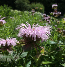 Load image into Gallery viewer, POLLINATOR GARDEN SEED KIT