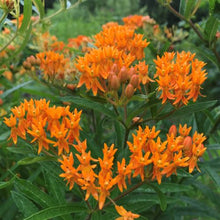 Load image into Gallery viewer, POLLINATOR GARDEN SEED KIT