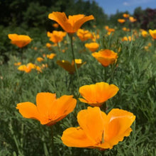 Load image into Gallery viewer, POLLINATOR GARDEN SEED KIT