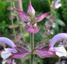 Load image into Gallery viewer, POLLINATOR GARDEN SEED KIT