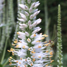 Load image into Gallery viewer, POLLINATOR GARDEN SEED KIT