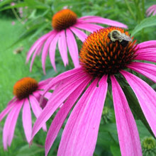 Load image into Gallery viewer, POLLINATOR GARDEN SEED KIT