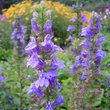 Load image into Gallery viewer, POLLINATOR GARDEN SEED KIT