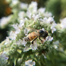 Load image into Gallery viewer, POLLINATOR GARDEN SEED KIT
