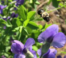Load image into Gallery viewer, POLLINATOR GARDEN SEED KIT