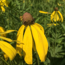 Load image into Gallery viewer, POLLINATOR GARDEN SEED KIT