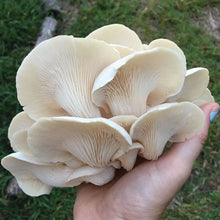 Load image into Gallery viewer, Oyster Mushroom Fruiting Kit