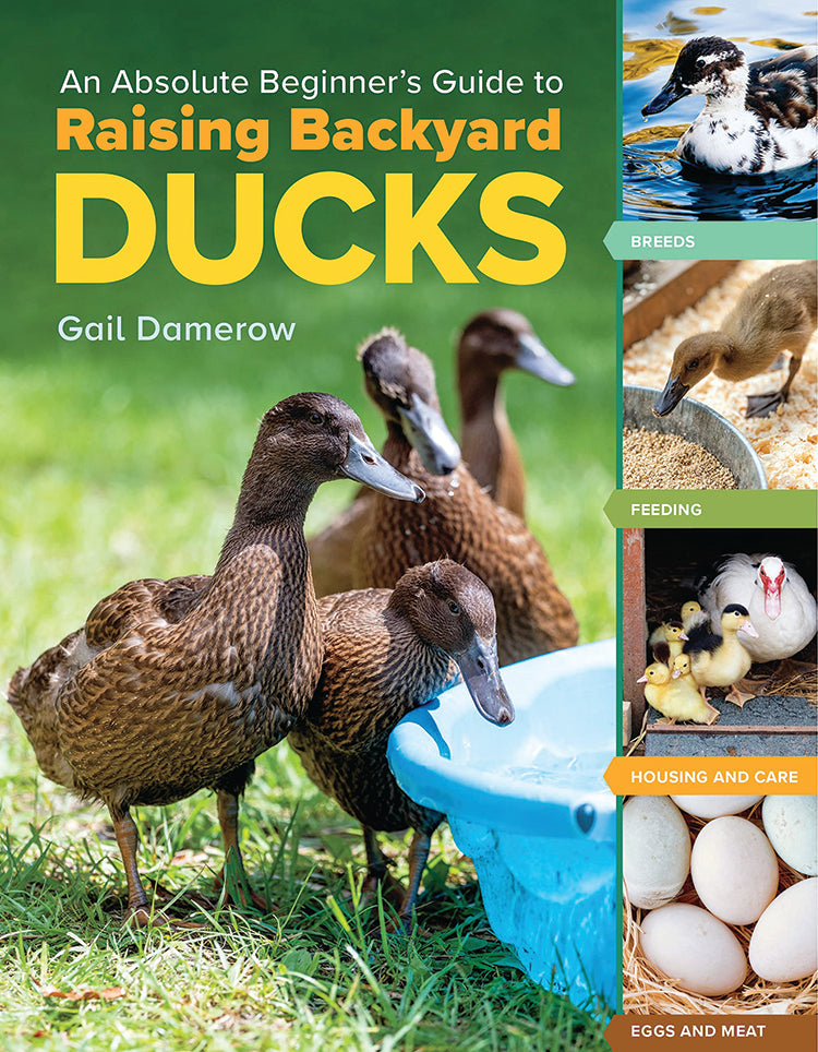 Picture of An Absolute Beginner's Guide to Raising Backyard Ducks – Countryside