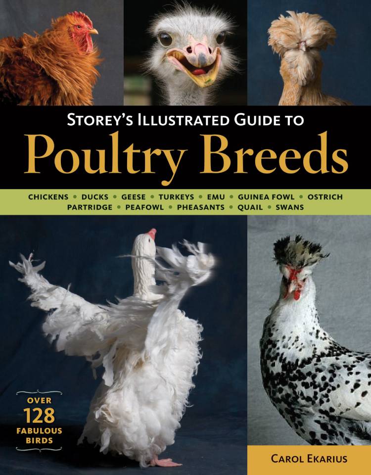Storey's Illustrated Guide to Poultry Breeds – Countryside
