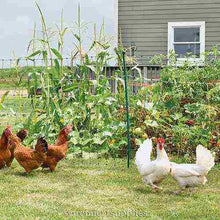 Load image into Gallery viewer, PoultryNet Plus 12/42/3 Starter Kit (Black/White)