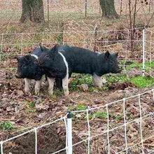 Load image into Gallery viewer, Pig QuikFence 6/30/12 Starter Kit (Black/White)