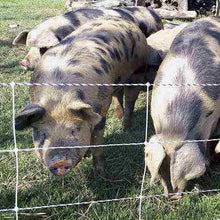 Load image into Gallery viewer, Pig QuikFence 6/30/12 Starter Kit (Black/White)