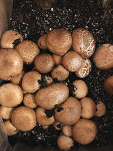 Load image into Gallery viewer, BUTTON MUSHROOM FRUITING KIT