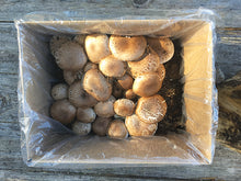Load image into Gallery viewer, BUTTON MUSHROOM FRUITING KIT