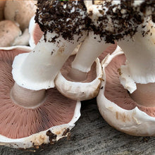 Load image into Gallery viewer, Portabella Mushroom Fruiting Kit