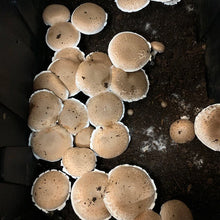Load image into Gallery viewer, Portabella Mushroom Fruiting Kit