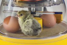 Load image into Gallery viewer, Mini II Advance, Fully Digital 7 Egg Incubator