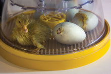Load image into Gallery viewer, Mini II Advance, Fully Digital 7 Egg Incubator