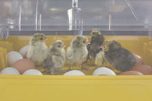 Load image into Gallery viewer, Ovation 28 Advance, Digital Egg Incubator