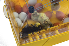 Load image into Gallery viewer, Ovation 56 Ex, Fully Automatic Digital Egg Incubator