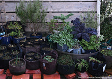 Load image into Gallery viewer, Fabric Planter Beginner Gardening Kit
