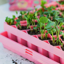 Load image into Gallery viewer, Air Prune Propagation Tray - 72 Cell
