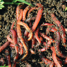 Load image into Gallery viewer, COMPOSTING WORMS
