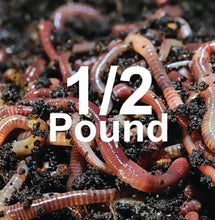 Load image into Gallery viewer, COMPOSTING WORMS
