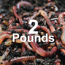 Load image into Gallery viewer, COMPOSTING WORMS
