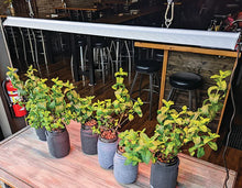 Load image into Gallery viewer, Procyon 2.0 Full Spectrum Led Grow Lights
