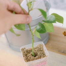 Load image into Gallery viewer, Seed Starter Pots - 2.5&quot; Extra Strength
