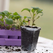 Load image into Gallery viewer, Seed Starter Pots - 2.5&quot; Extra Strength
