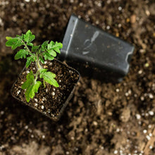 Load image into Gallery viewer, 32-Cell Reusable Plant Starter Trays with Inserts
