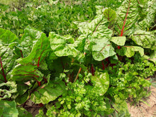 Load image into Gallery viewer, Bright Lights Swiss Chard
