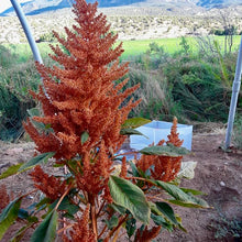 Load image into Gallery viewer, Golden Giant Amaranth

