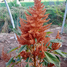 Load image into Gallery viewer, Golden Giant Amaranth
