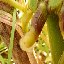 Load image into Gallery viewer, SLIME Corn! << Self-Fertilizing Nitrogen Fixing Trait >>
