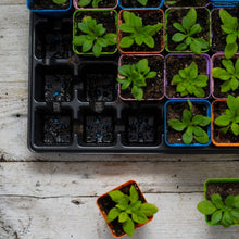 Load image into Gallery viewer, 32-Cell Reusable Plant Starter Trays with Inserts
