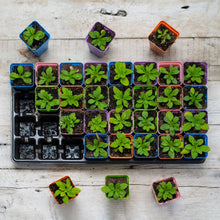 Load image into Gallery viewer, 32-Cell Reusable Plant Starter Trays with Inserts
