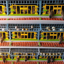 Load image into Gallery viewer, Quail Cage - 3 Layer
