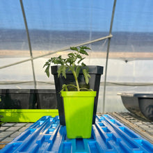 Load image into Gallery viewer, 5&quot; Nursery Pots with Insert Tray
